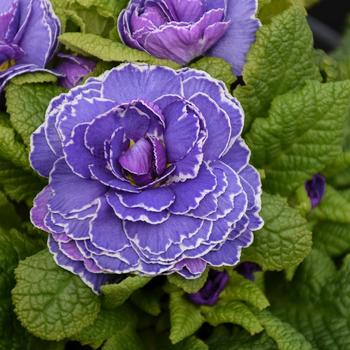 Primula vulgaris Belarina® 'Amethyst Ice'