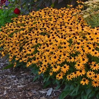 Rudbeckia fulgida var. sullivantii 'Little Goldstar'