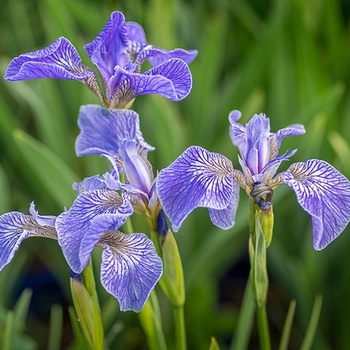 Iris setosa