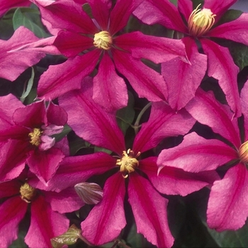 Clematis 'Evifive' 