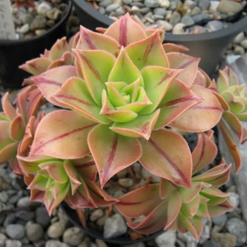 Aeonium leucoblpharum