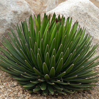 Agave ocahui