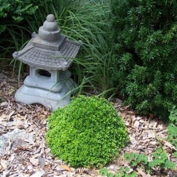 Buxus microphylla 'Compacta' 