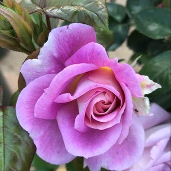 Rosa 'Arctic Blue' WEKbluefytirar