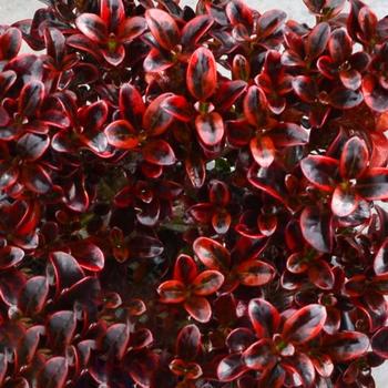 Coprosma repens 'Scarlet O'Hara' 