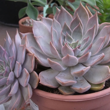 Echeveria 'Mensa' 