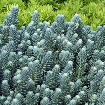 Sedum reflexum 'Blue Cushion'