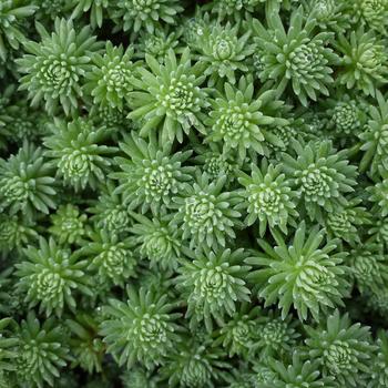 Sedum 'Kelp Forest'