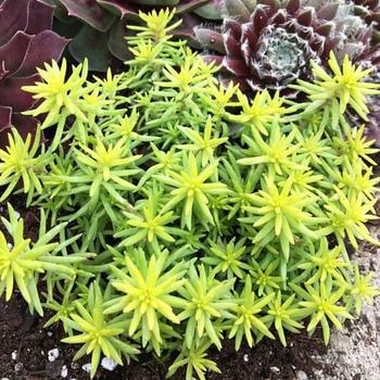 Sedum rupestre 'Angelinas Teacup' PP32344