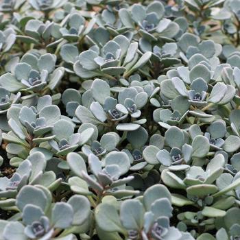 Sedum rupestre 'Cosmic Comet' 