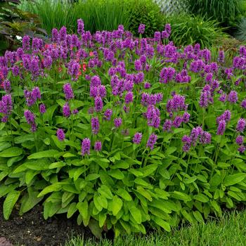 Stachys monieri 'Hummelo'