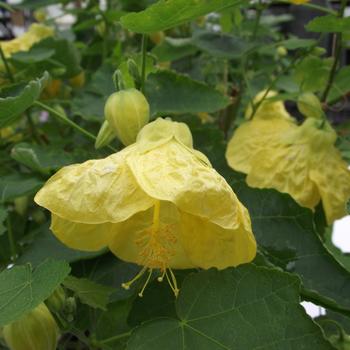 Abutilon 'Yellow Finch'