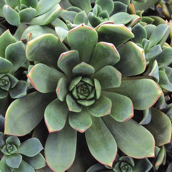 Aeonium haworthii