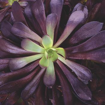 Aeonium arboreum 'Zwartkopf' 