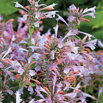 Agastache 'Arizona Sunset' 