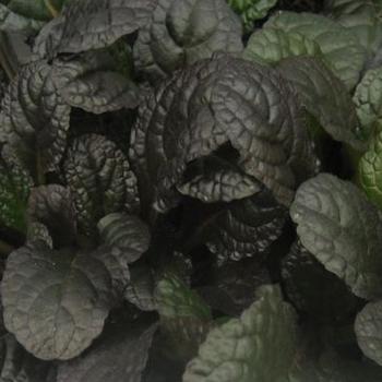 Ajuga reptans 'Chocolate Truffles' 