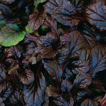 Ajuga reptans 'Mahogany' 