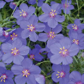 Anagallis 'Wildcat Blue' 