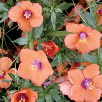 Anagallis 'Wildcat Mandarin'