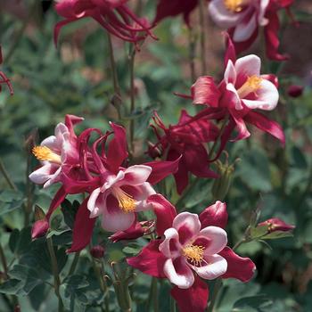 Aquilegia caerulea Songbird 'Cardinal'