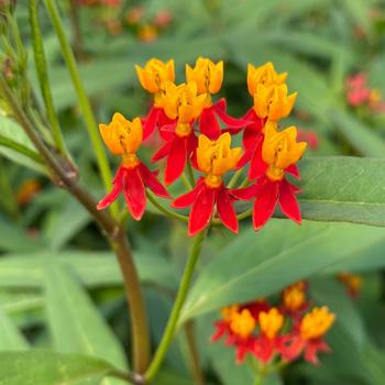 Asclepias curassavica 'Silky Deep Red' 