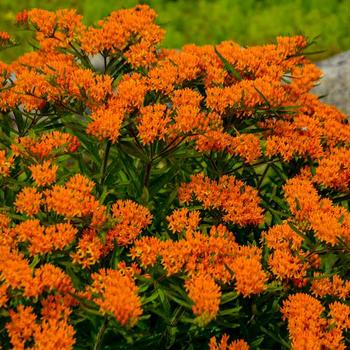 Asclepias tuberosa