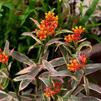 Asclepias curassavica 'Monarch's Banquet'