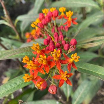 Asclepias curassavica 'Wildfire'