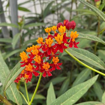 Asclepias curassavica 'Red' 