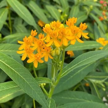 Asclepias curassavica 'Yellow'