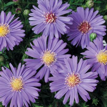 Aster dumosus 'Sapphire Mist'