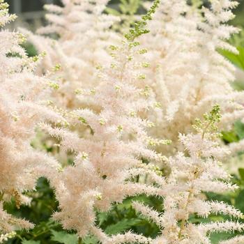 Astilbe chinensis 'Milk and Honey' 