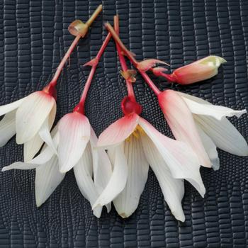 Begonia boliviensis 'Pure White' 
