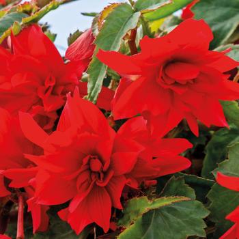 Begonia Funky® 'Scarlet'