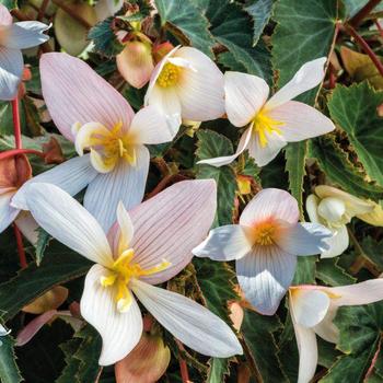 Begonia 'White' 