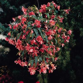 Begonia x tuberhybrida 'Salmon Pink' 