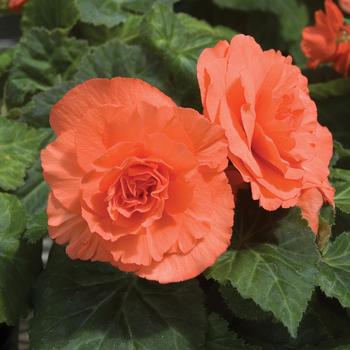 Begonia x tuberhybrida 'Deep Salmon' 