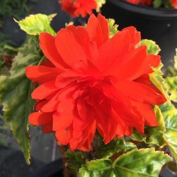 Begonia x tuberhybrida 'Joy Orange' 