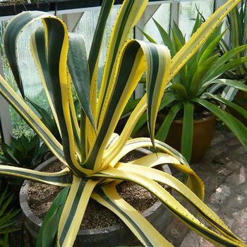 Agave salmiana var. ferox 'Green Goblet' 