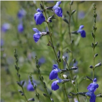 Salvia reptans 'P016S' 