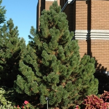 Pinus mugo 'Pudgy' 