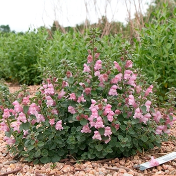 Antirrhinum sempervirens 'P020S' 