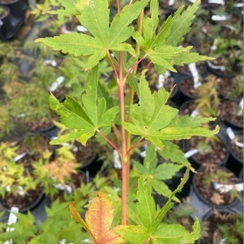 Acer palmatum 'Baton Rouge' 