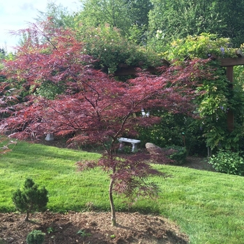 Acer palmatum var. dissectum 'English Lace' 