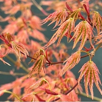 Acer palmatum 'Ikandi' 