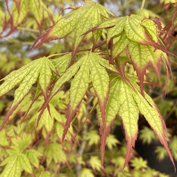 Acer palmatum 'Phantom Flame' 