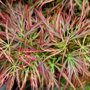 Acer palmatum var. dissectum 'Pink Filigree' 