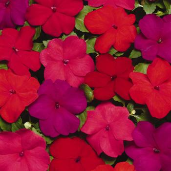 Impatiens walleriana Super Elfin® XP 'Hot Mix'