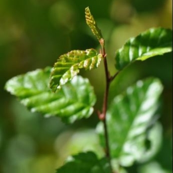 Carpinus coreana 'Model Rocket™' 