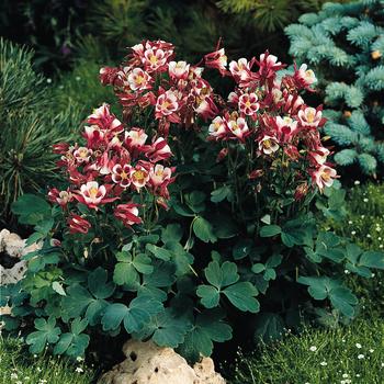 Aquilegia vulgaris 'Red & White' 